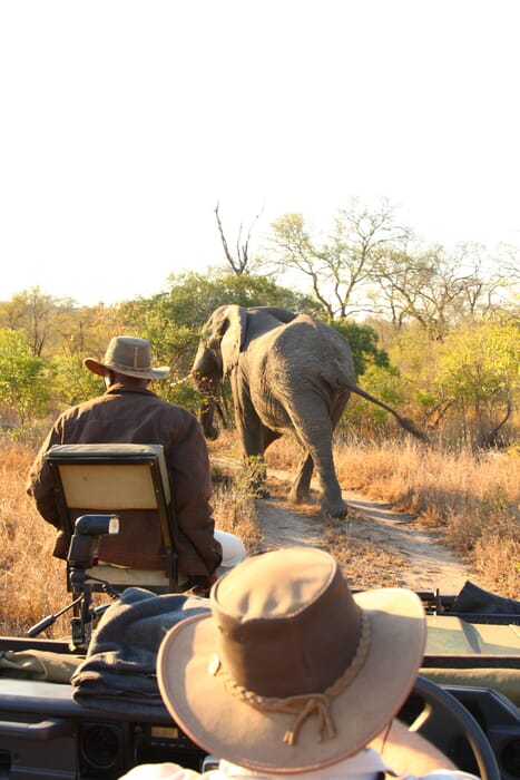 South Africa family safari holiday Kruger Sabi Sands