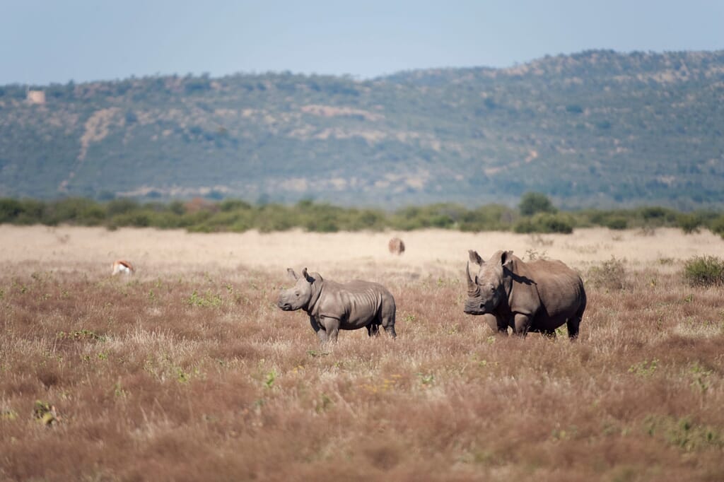 South Africa family safari holiday Madikwe Game Reserve rhino