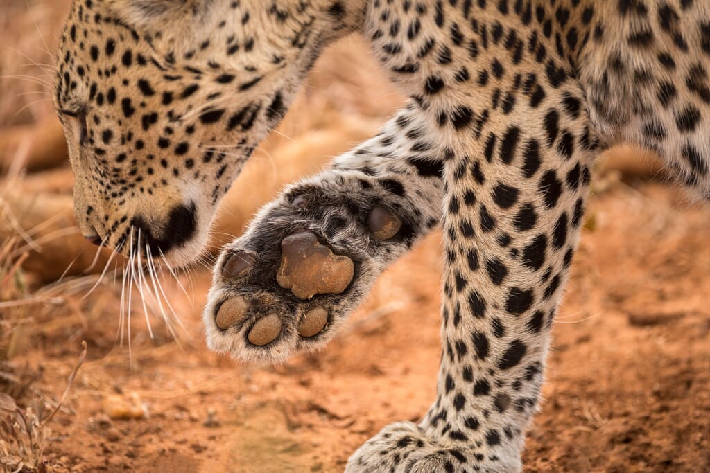 South Africa family safari holiday Madikwe Game Reserve LEOPARD
