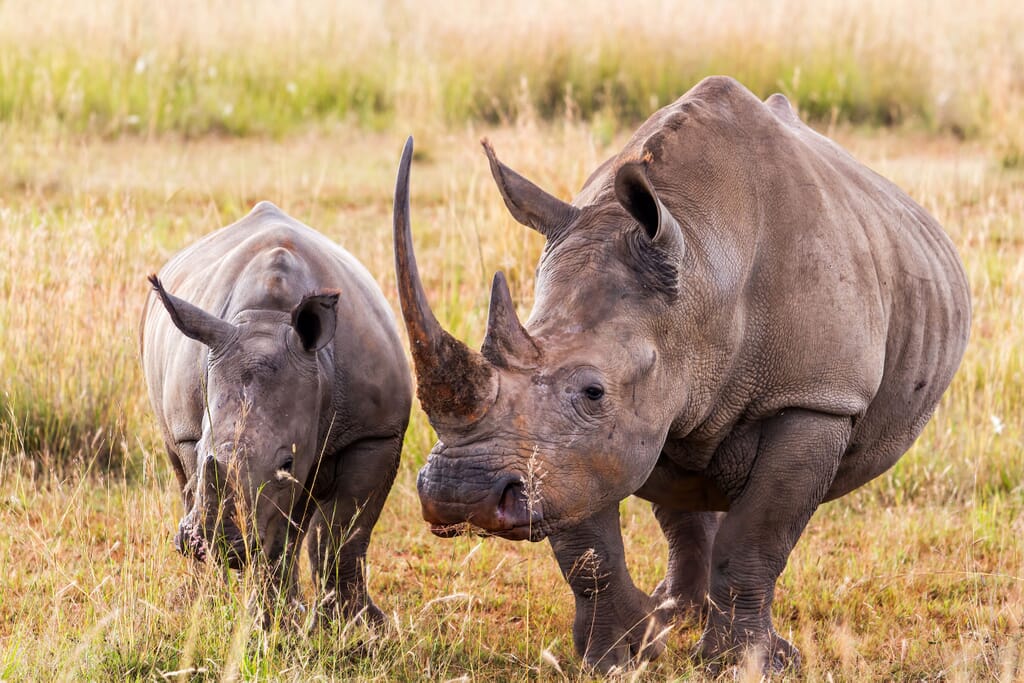 South Africa family safari holiday The Waterberg rhino