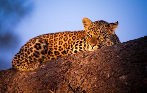 South Africa family safari holiday Kruger Sabi Sands leopard