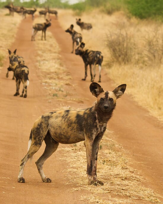 South Africa family safari holiday Madikwe Game Reserve wild dog