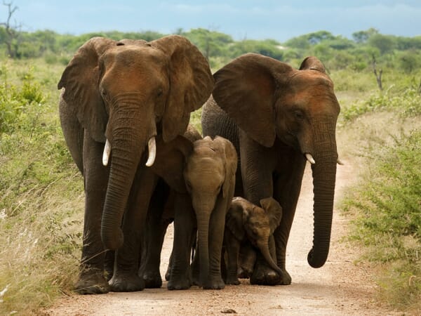 Morukuru Owner's House Madike South Africa elephants