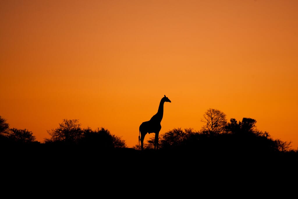 Kwandwe South Africa family safari giraffe
