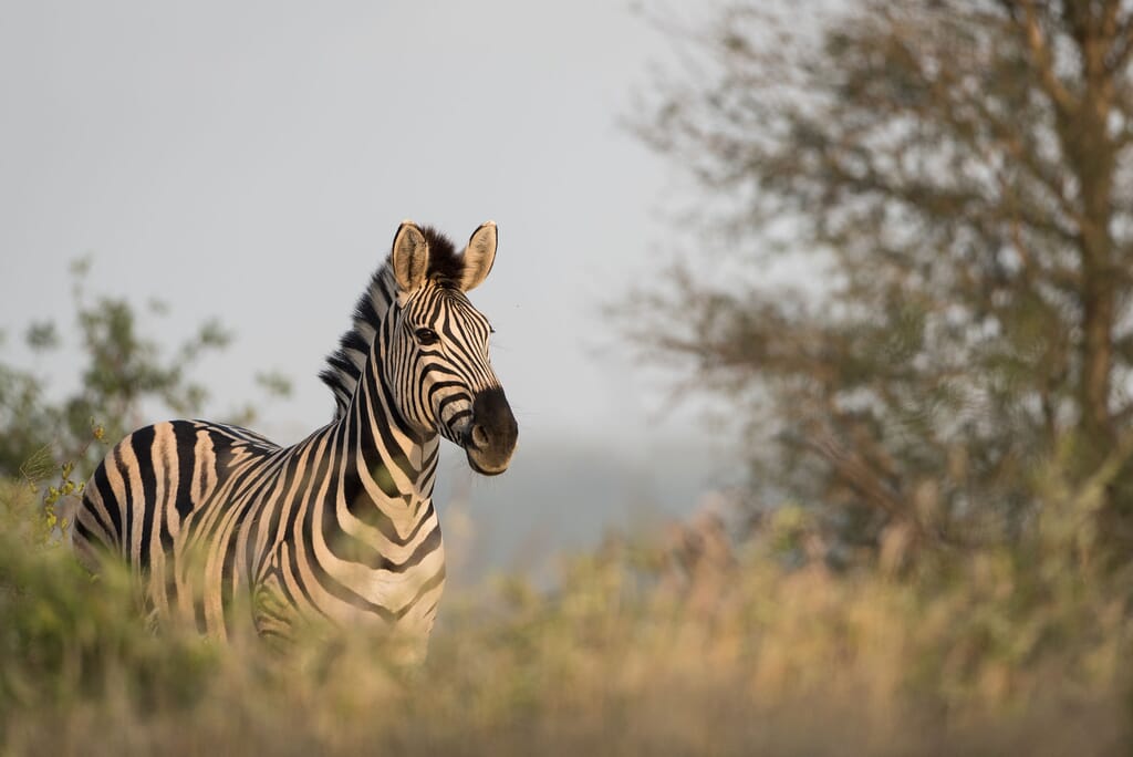 Timbavati Game Reserve South Africa family safari zebra