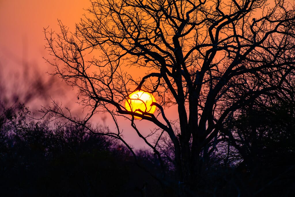 Timbavati Game Reserve sunset South Africa