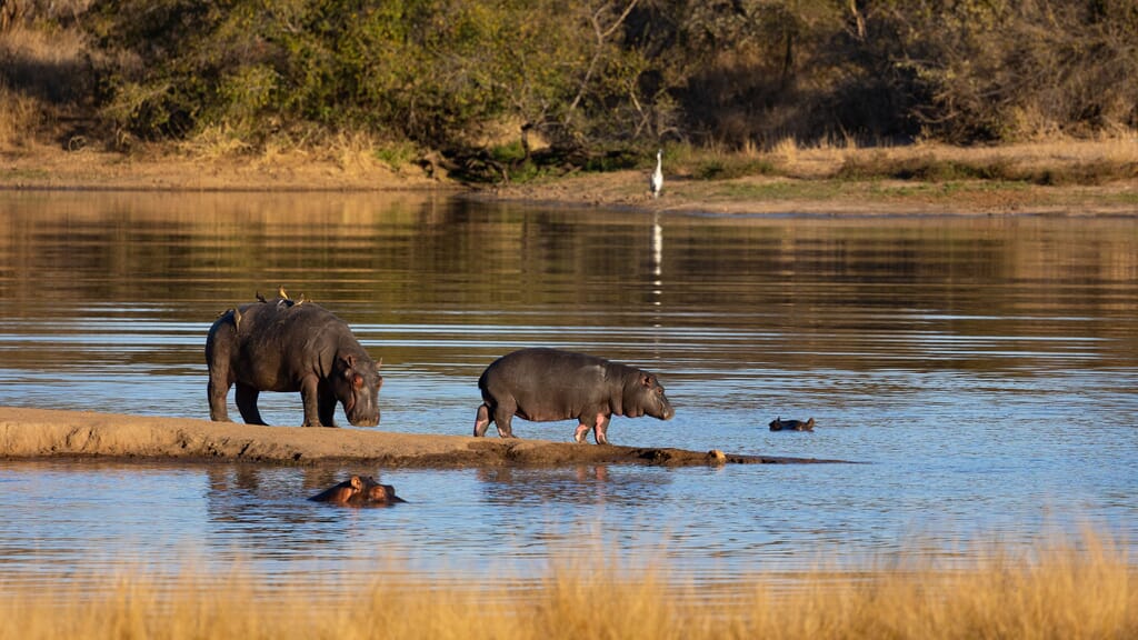 Timbavati South Africa hippo water hole