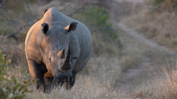 Timbavati South Africa family safari white rhino