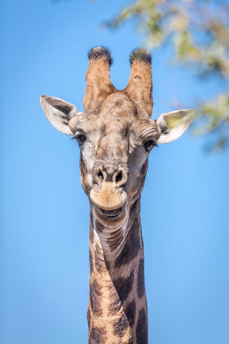 Timbavati Game Reserve South Africa family safari giraffe