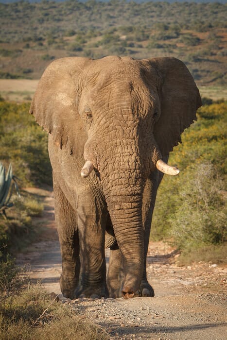 Kwandwe Game Reserve South Africa family safaris elephant
