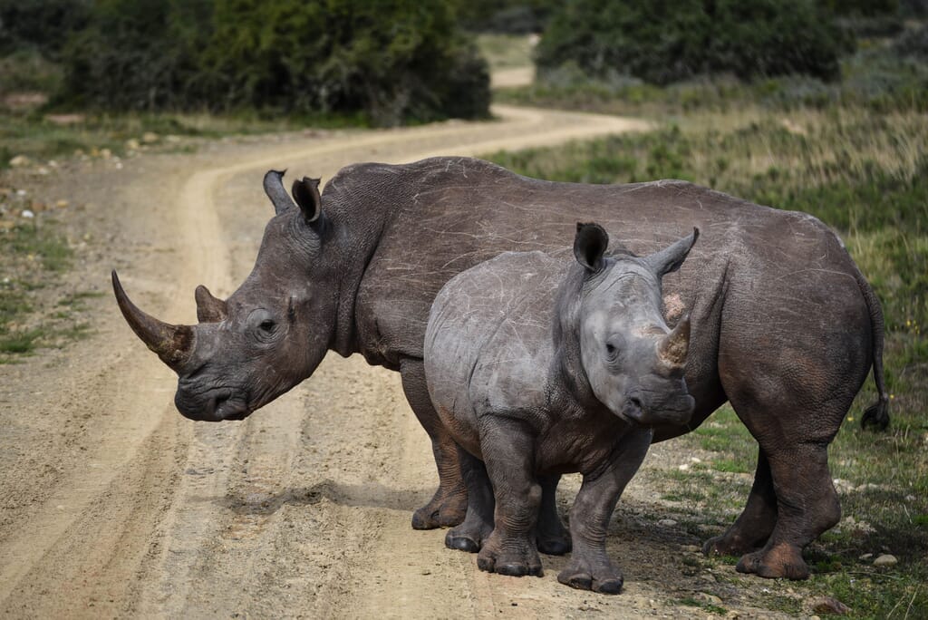 South Africa Shamwari Game Reserve family safari rhino