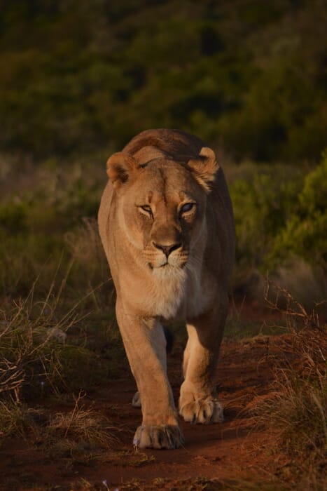 South Africa Shamwari Game Reserve family safari lion