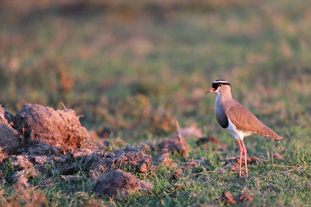 Shamwari Game Reserve South Africa family safari lapwing