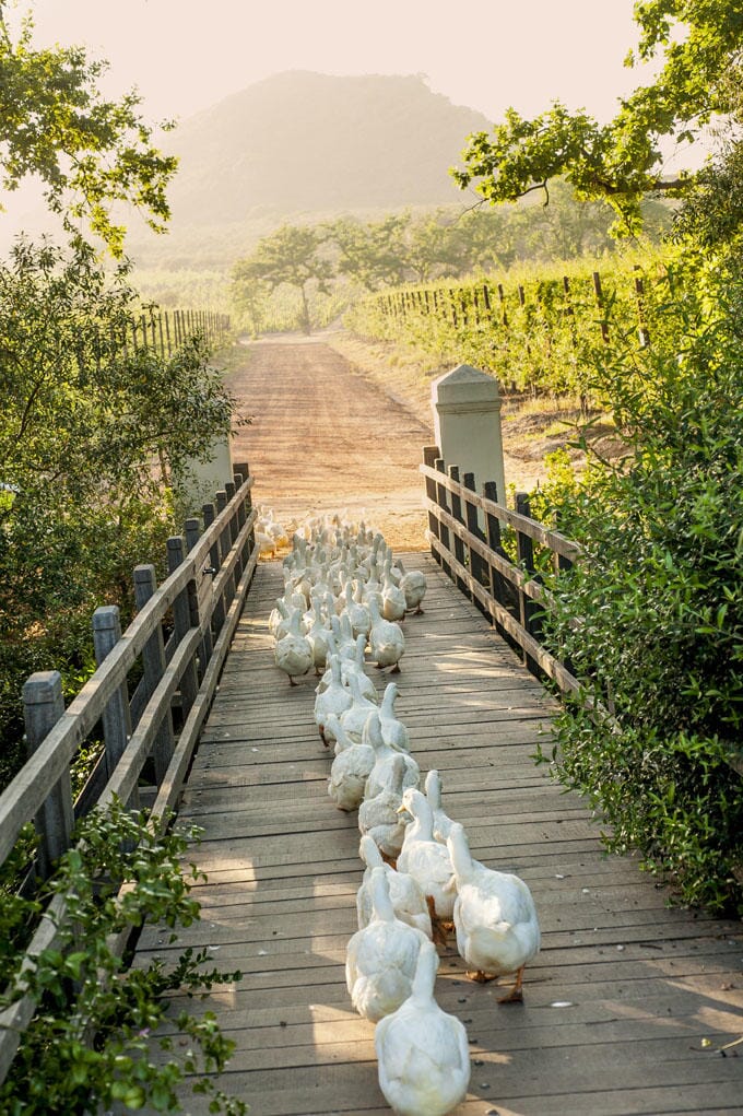 6.working_ducks_cross_the_bridge_to_the_vineyards_where_they_will_zap_snails_all_day