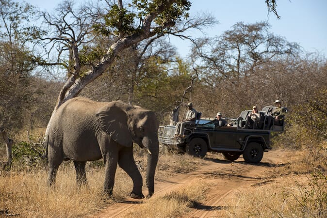 Rockfig Safari Lodge South Africa family safari Timbavati Game Reserve
