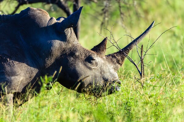 South Africa safari Phinda rhino