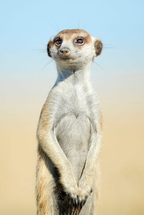 Meerkat on patrol Northern Cape South Africa