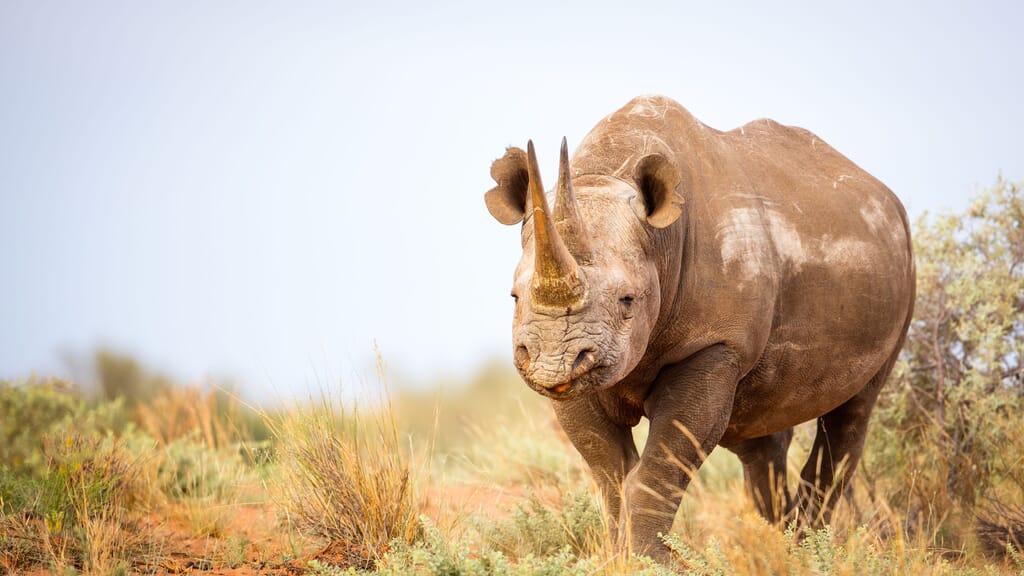 Huge black rhino female feeding Western Cape South Africa