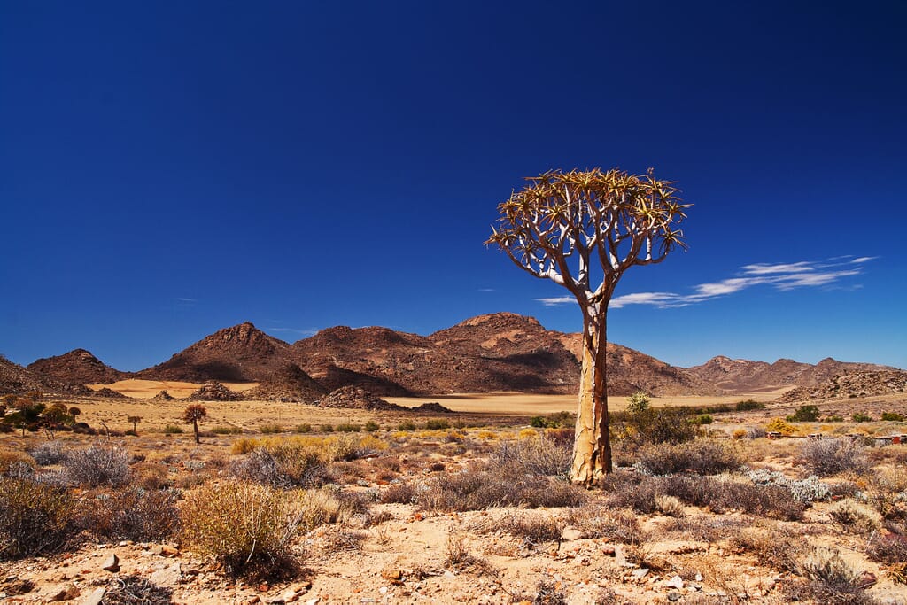 Quiver tree in the Northern Cape South Africa