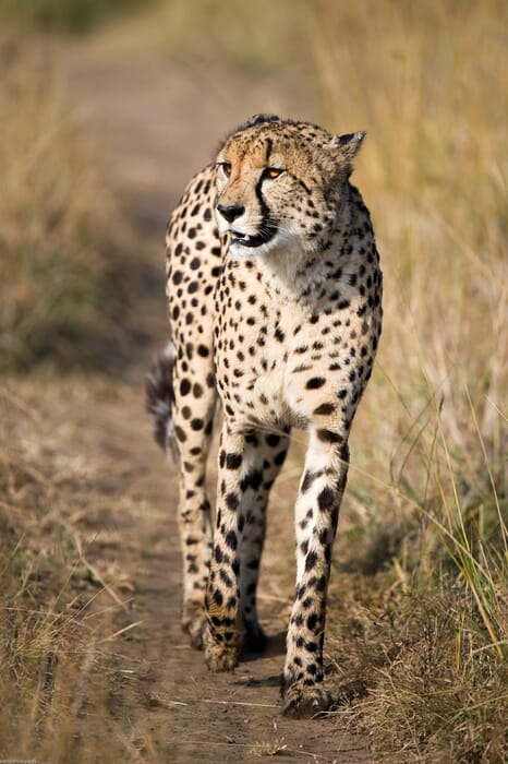 Phinda South Africa luxury safari cheetah