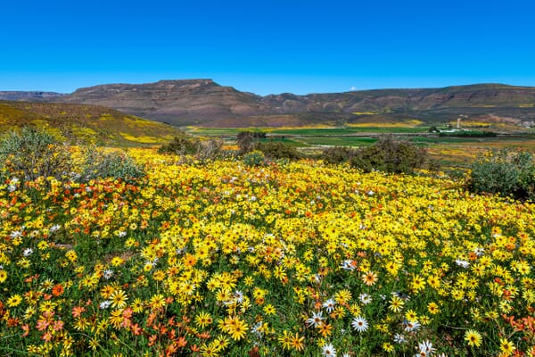 Namaqualand flowers blooming during august