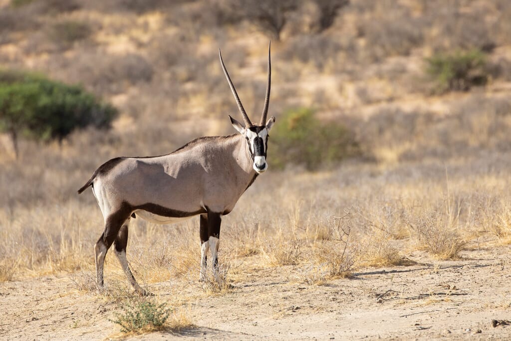 Oryx in early morning light, Kalahari, Northern Cape, South Africa