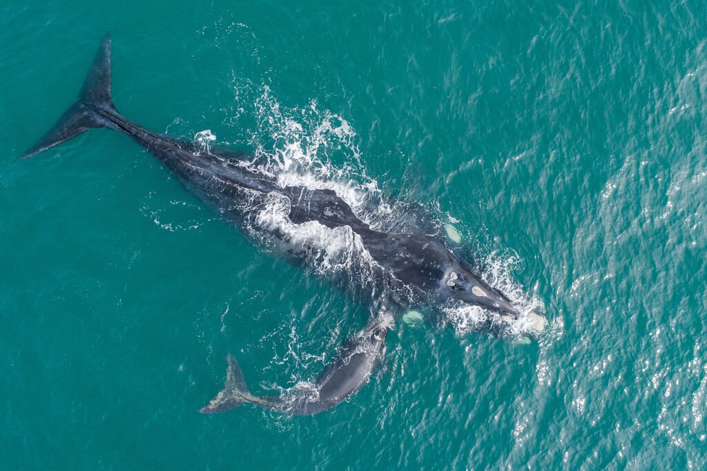 Southern right whale KwaZulu-Natal Coast South Africa