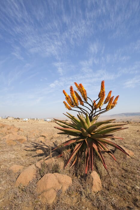 South Africa Battlefields cactus