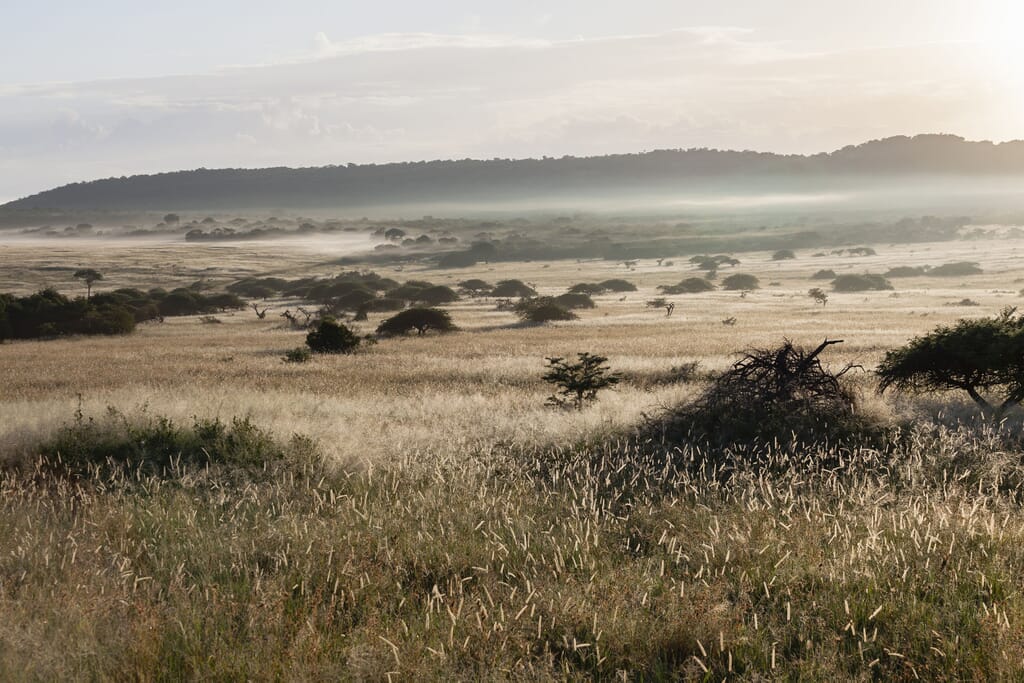 Phinda South Africa savanna