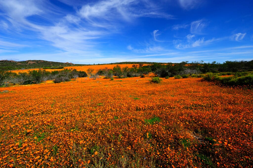 Skilpad Namaqua flowers northern Cape South Africa