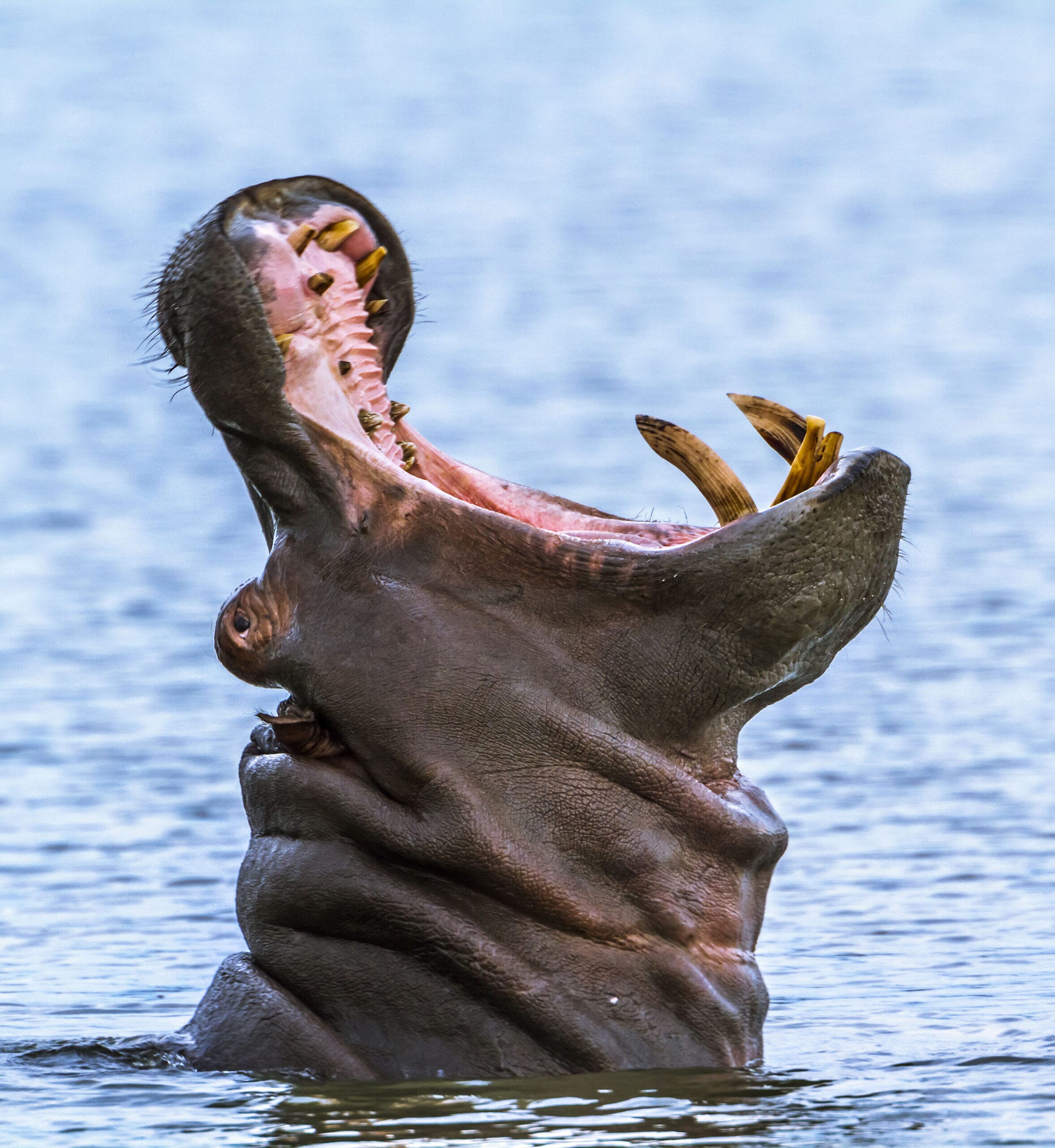 shutterstock_411055627-scaled.jpg?w=550&h=598&scale