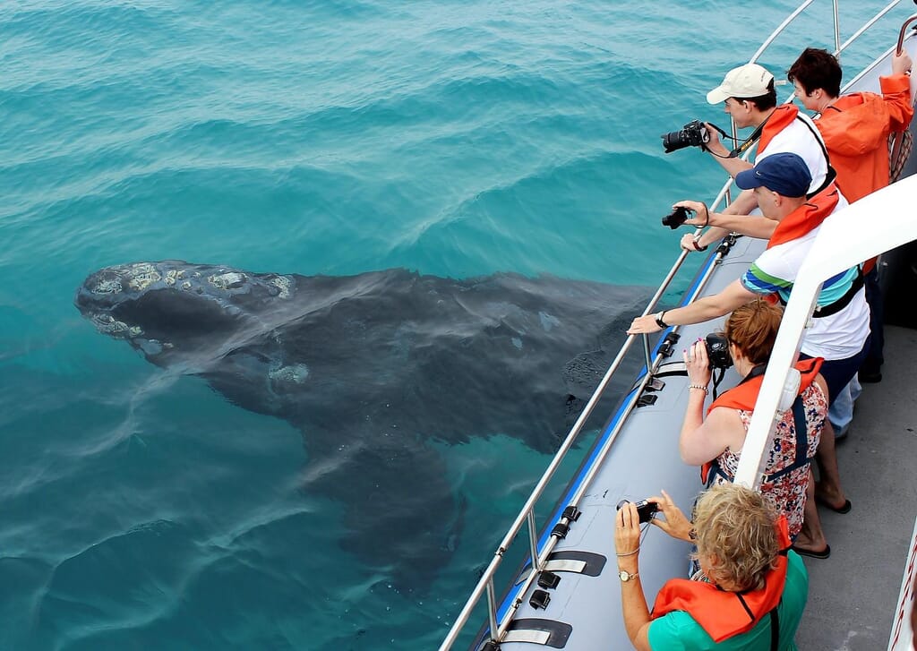 dyer_island_cruises_marine_big_5_southern_right_whale.jpg?w=1024&h=727&scale