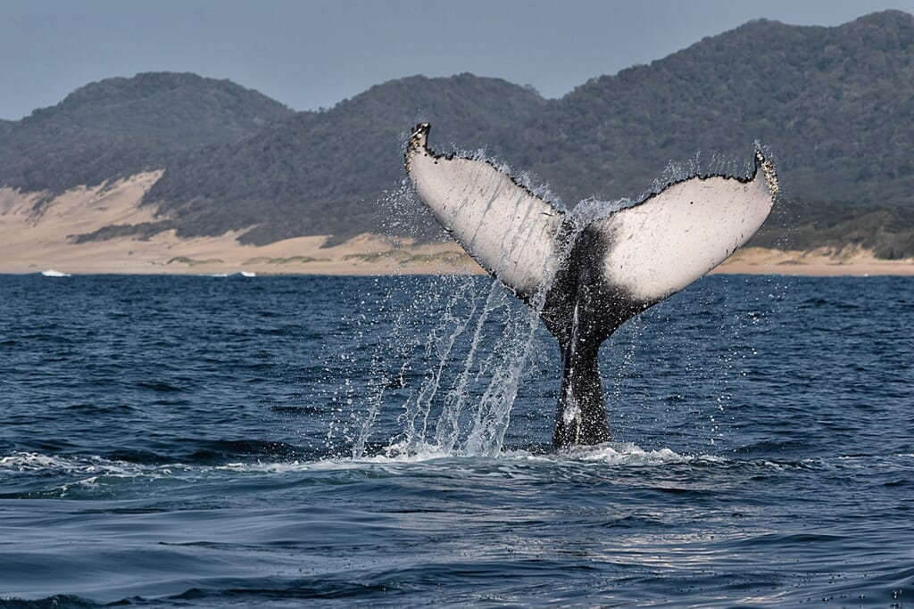 Humpback Whale watching South Africa family holiday