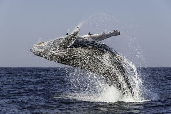 Humpback Whale South Africa family holiday