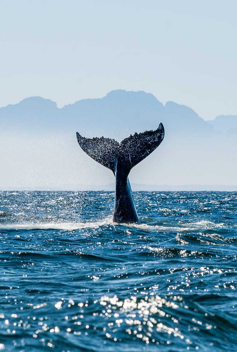 shutterstock_548729362-portrait