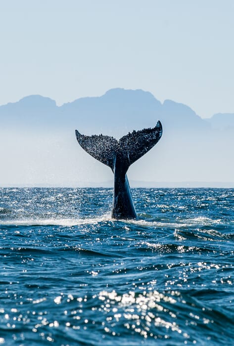Humpback Whale watching South Africa family holiday
