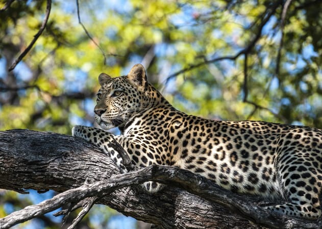 13_kpr_-_leopard.jpg?w=631&h=450&scale
