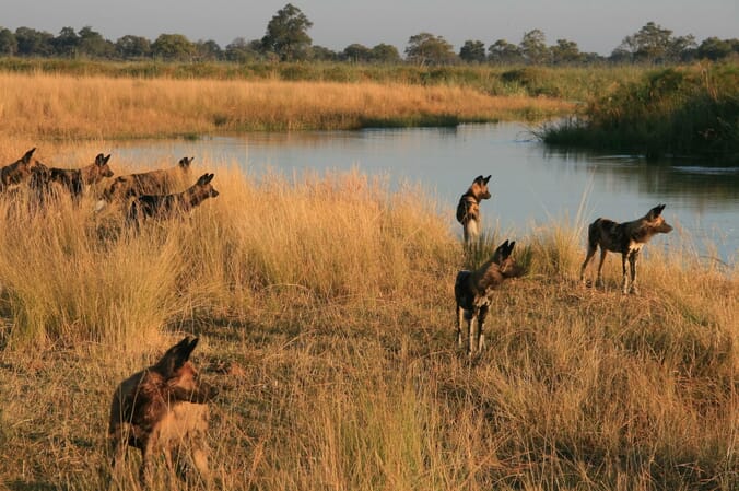 Kwando-Lagoon-Camp_18-scaled.jpg?w=676&h=450&scale