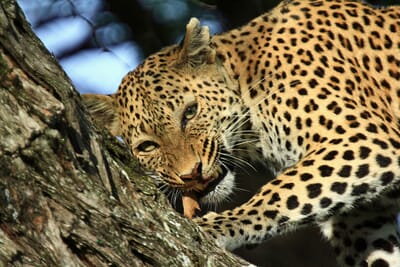 Kwando-Lebala-Camp_11-scaled.jpg?w=400&h=267&scale