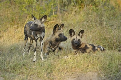 Kwando-Lebala-Camp_3-scaled.jpg?w=400&h=266&scale