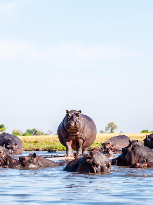 Chitabe Lediba Luxury Family Safaris Botswana