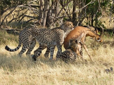 bbreiding.cat4cheetas1-Copy.jpg?w=400&h=300&scale