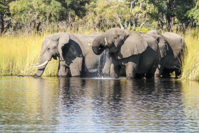 camp-moremi-elephant-scaled.jpg?w=675&h=450&scale