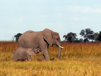 daoyama-cat7-babyelephantyes1.jpg?w=400&h=300&scale