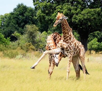 dmacsorley.cat4giraffefightyes1.jpg?w=400&h=358&scale