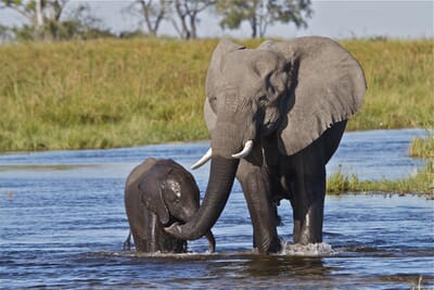 elephant_29.jpg?w=400&h=267&scale