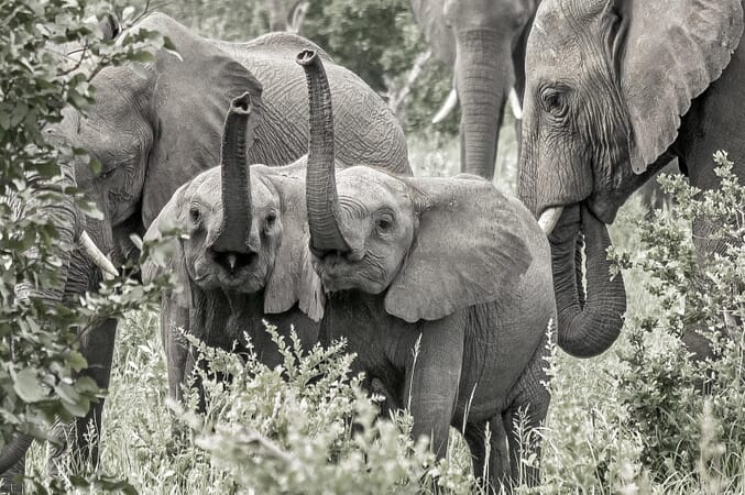 elephant_8.jpg?w=677&h=450&scale