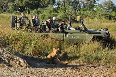 kkaelin.cat8_.vehiclelioncubs.kwara11-scaled.jpg?w=400&h=266&scale