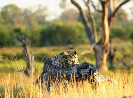 Botswana safari holidays