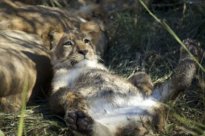 lion_16-scaled.jpg?w=675&h=450&scale